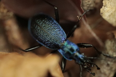 Carabus intricatus