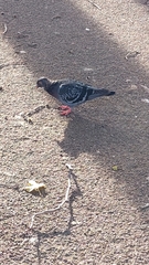 Columba livia domestica