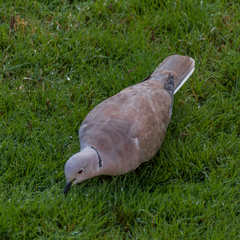 Streptopelia decaocto