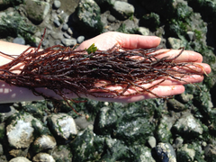Gracilaria