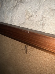 Phasmomantis sumichrasti