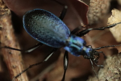 Carabus intricatus