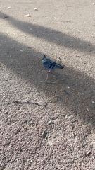 Columba livia domestica