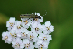 Oedemera virescens