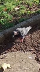 Columba livia domestica