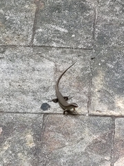 Eutropis multifasciata