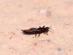 Phlaeothripidae