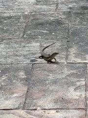 Eutropis multifasciata