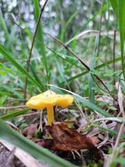 Hygrocybe