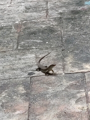 Eutropis multifasciata