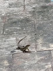 Eutropis multifasciata