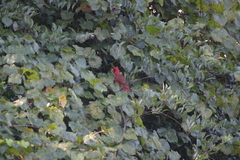 Cardinalis cardinalis