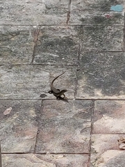 Eutropis multifasciata