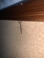 Phasmomantis sumichrasti