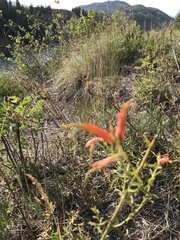 Castilleja linariifolia