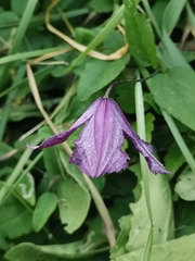 Clematis viticella