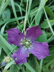 Clematis viticella