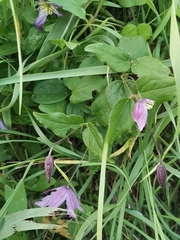 Clematis viticella