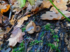 Humaria hemisphaerica