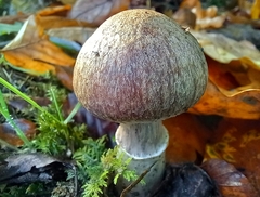 Cortinarius torvus