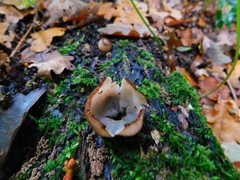 Humaria hemisphaerica