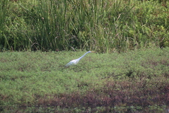 Ardea alba