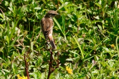 Saxicola stejnegeri
