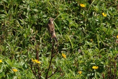 Saxicola stejnegeri