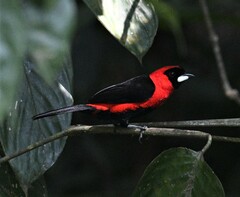 Ramphocelus nigrogularis