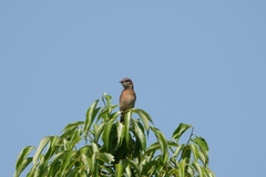 Saxicola stejnegeri