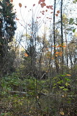 Aronia mitschurinii