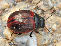 Chrysolina diluta