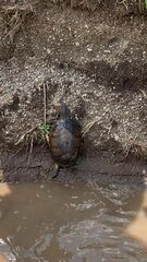 Kinosternon leucostomum