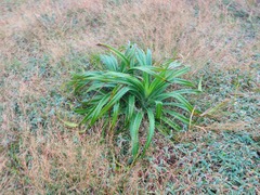 Pandanus odorifer
