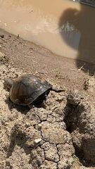 Kinosternon leucostomum