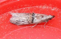 Nephopterix angustella