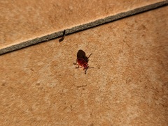 Lilioceris merdigera