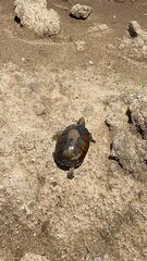 Kinosternon leucostomum