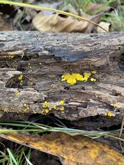 Calycina