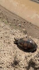 Kinosternon leucostomum