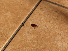 Lilioceris merdigera