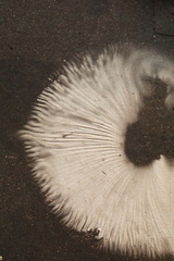 Armillaria ostoyae