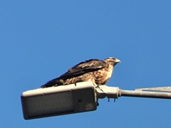 Geranoaetus melanoleucus