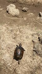 Kinosternon leucostomum