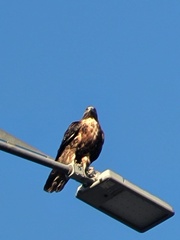 Geranoaetus melanoleucus