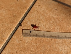 Lilioceris merdigera