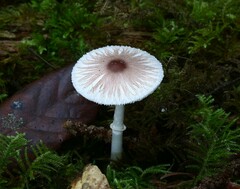 Lepiota rubrotinctoides