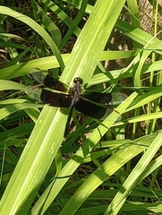 Erythrodiplax funerea