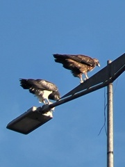 Geranoaetus melanoleucus
