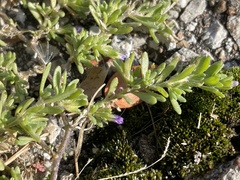 Calibrachoa parviflora